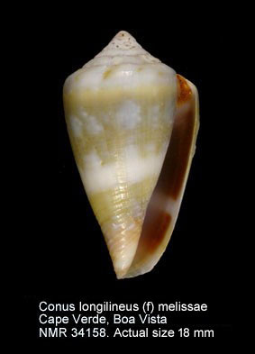 Conus longilineus (f) melissae (5).jpg - Conus longilineus (f) melissaeTenorio, Afonso & Rolán,2008